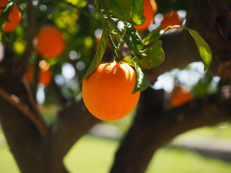 Citrus Trees