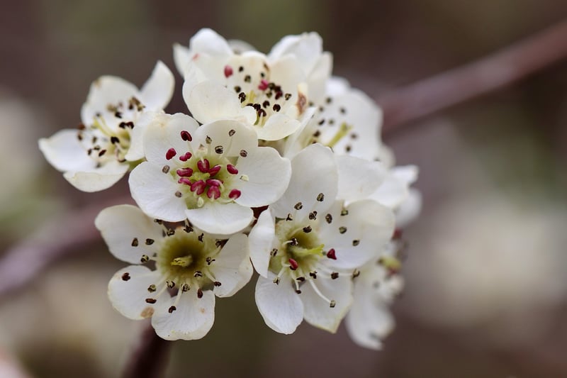 Pear Tree